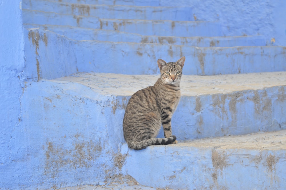 gray tabby cat on stairs