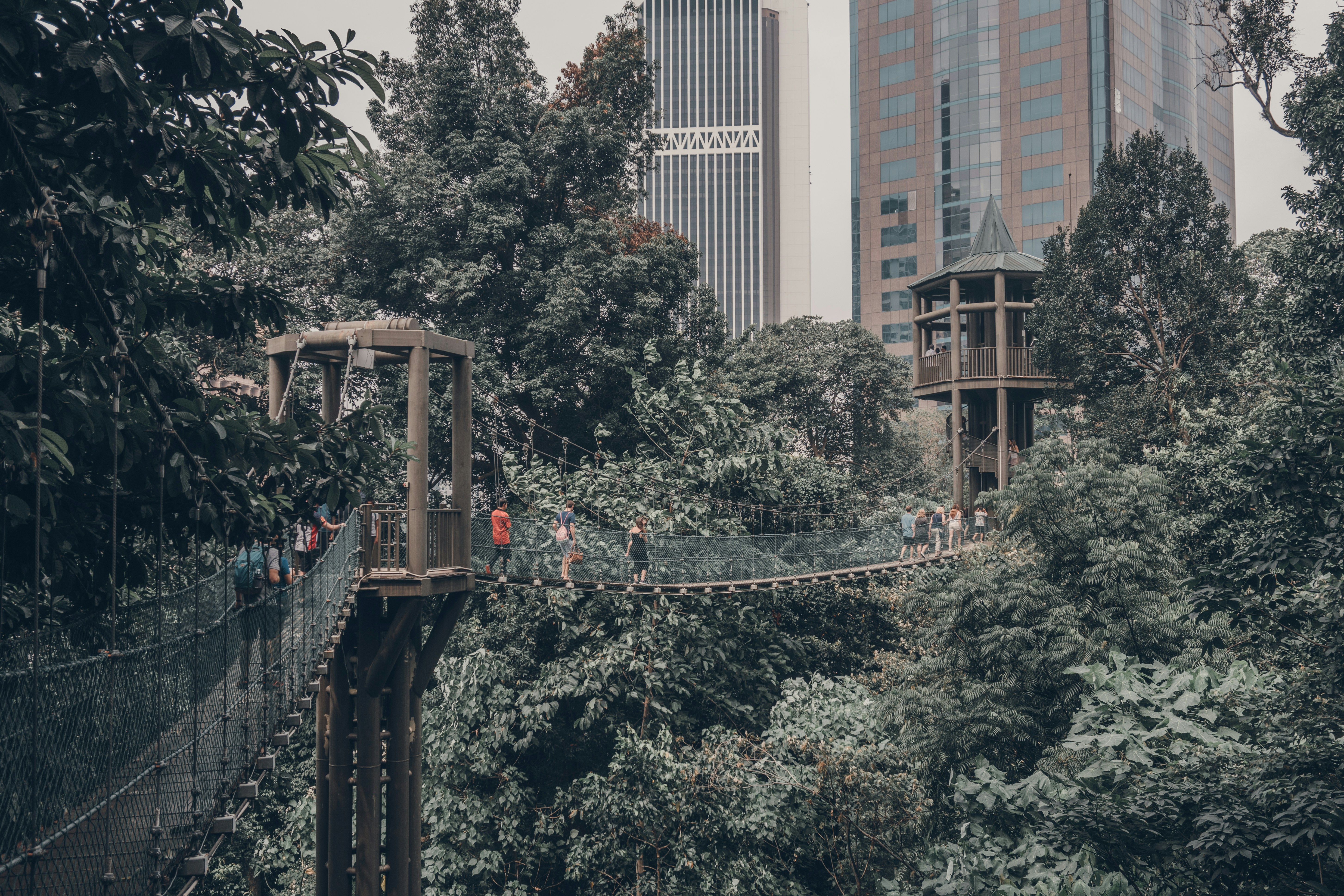 brown and black bridge surrounded by green-leafed trees