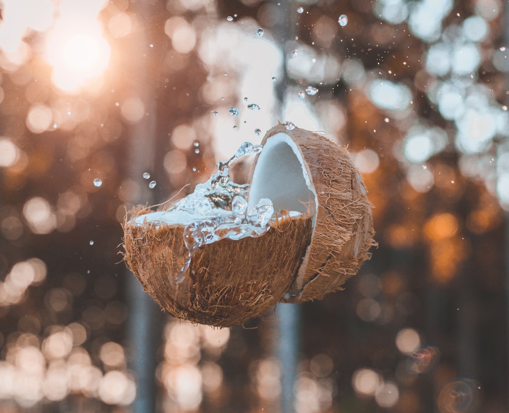 sliced coconut close-up photography