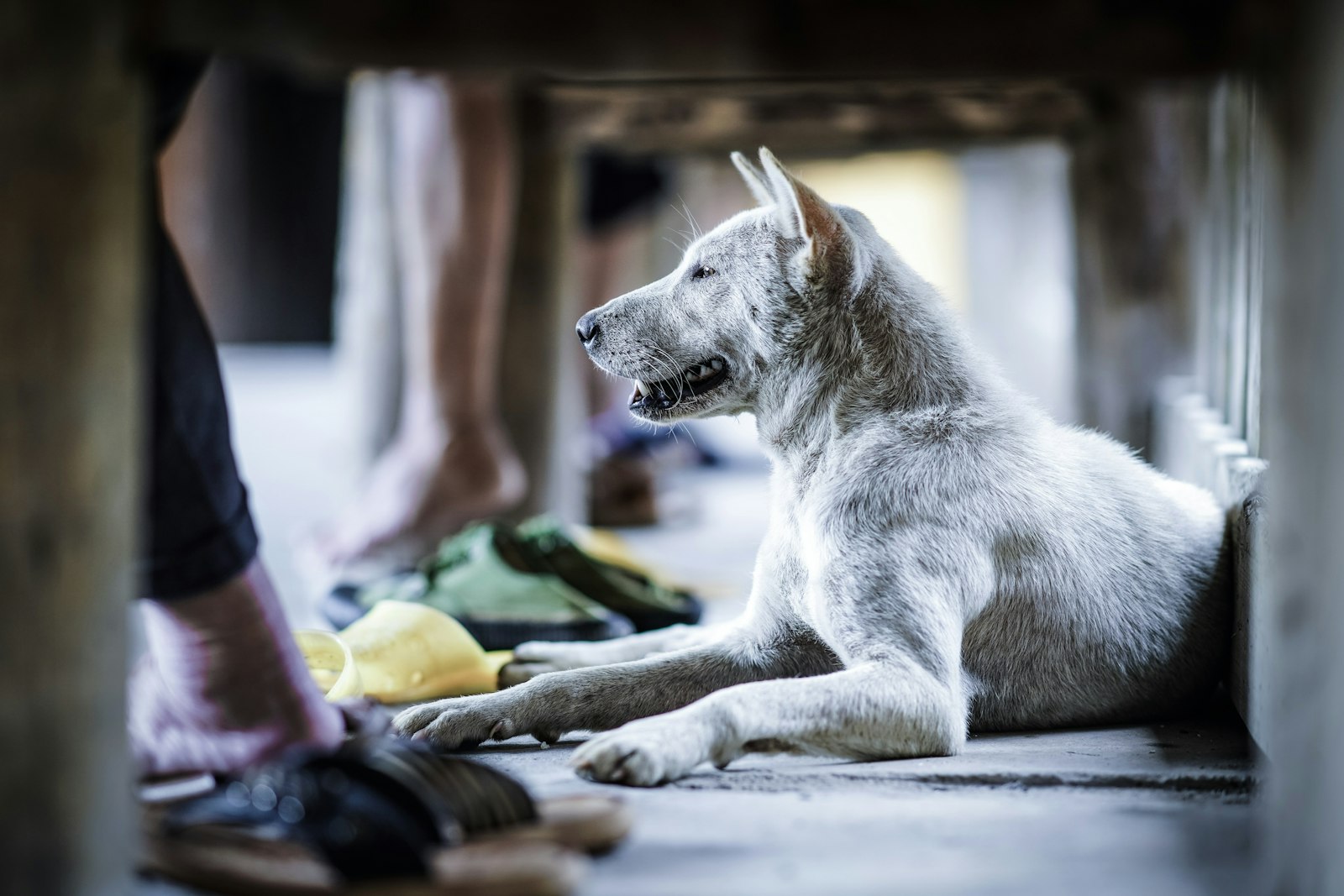 Sony a99 II + Sony Sonnar T* 135mm F1.8 ZA sample photo. Dog under the table photography