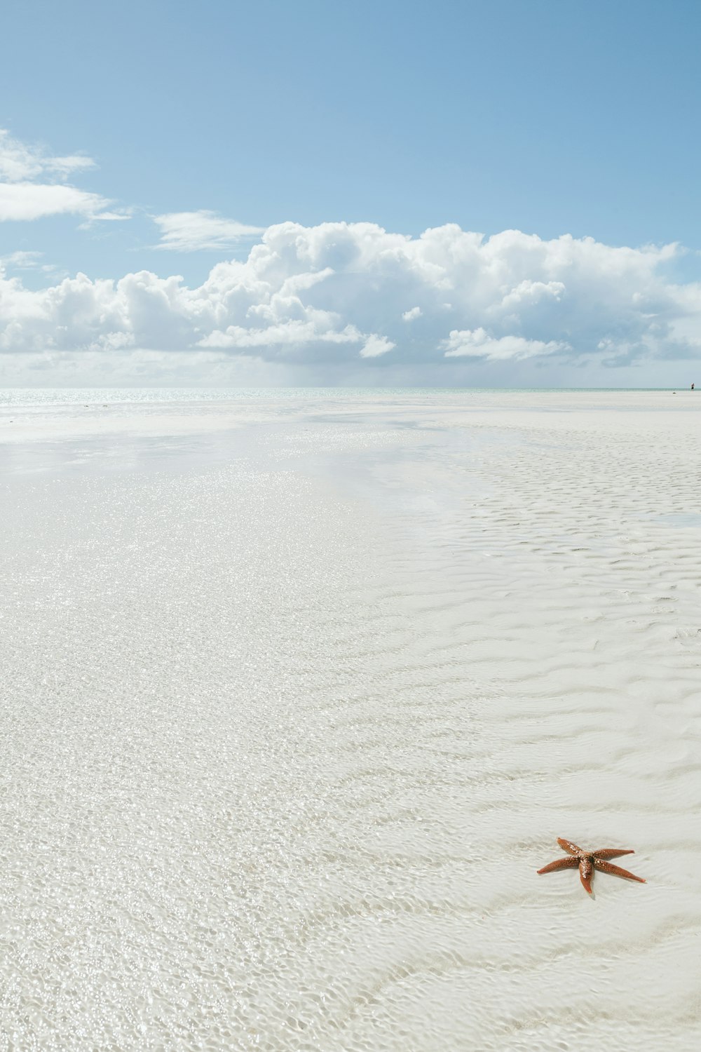 starfish on shore