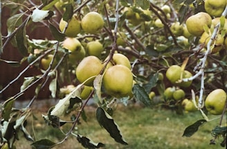 green apples