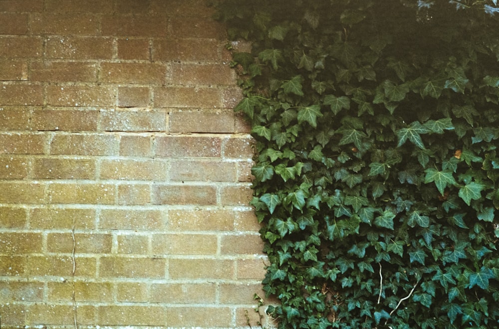 green-leafed plants on wall