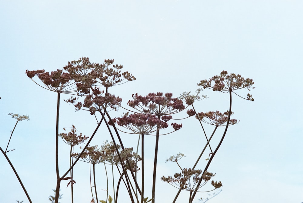 a close up of a bunch of flowers with sky in the background