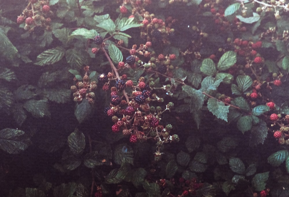 red and green plant on black soil