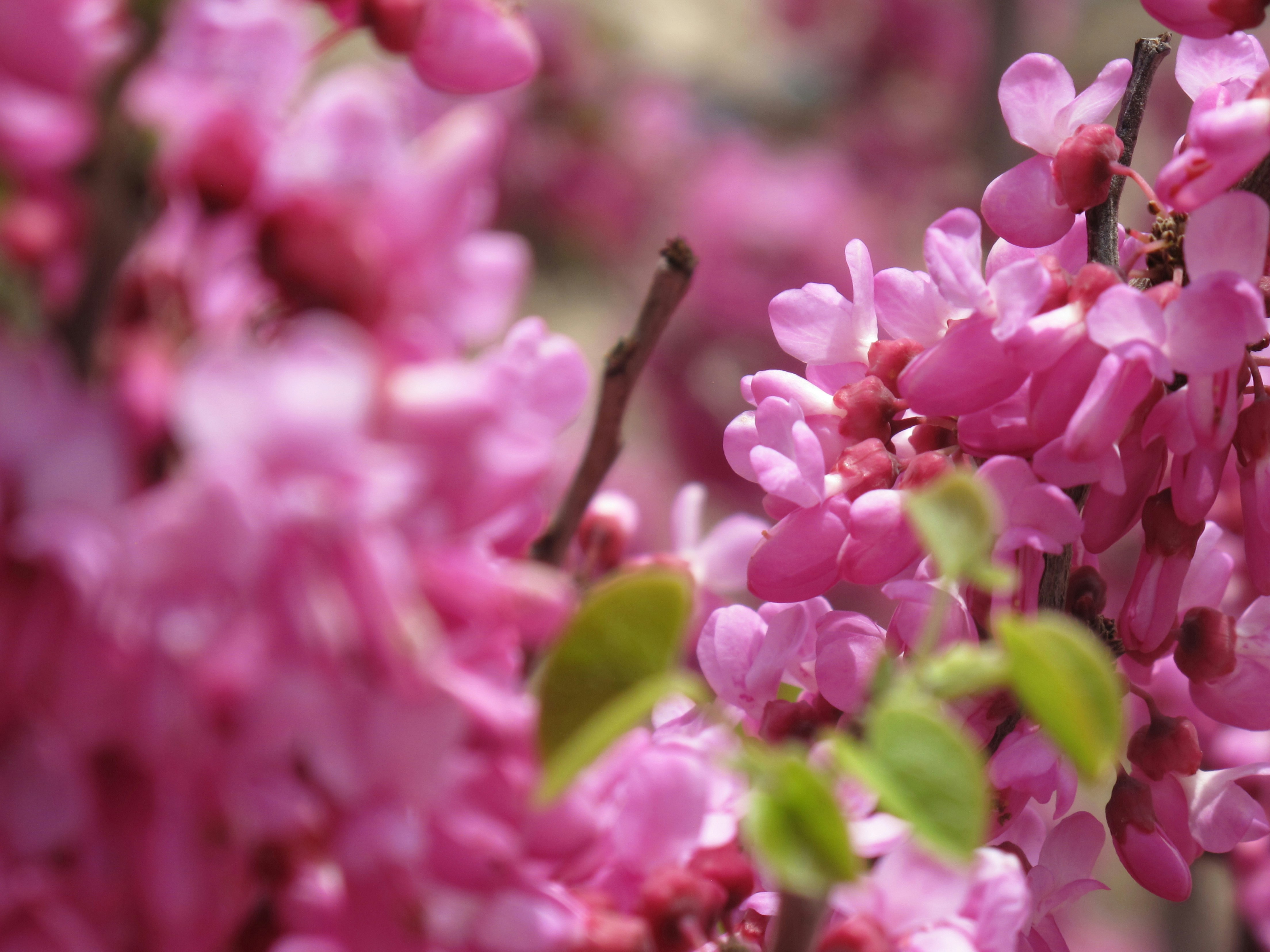 fleur à pétales roses