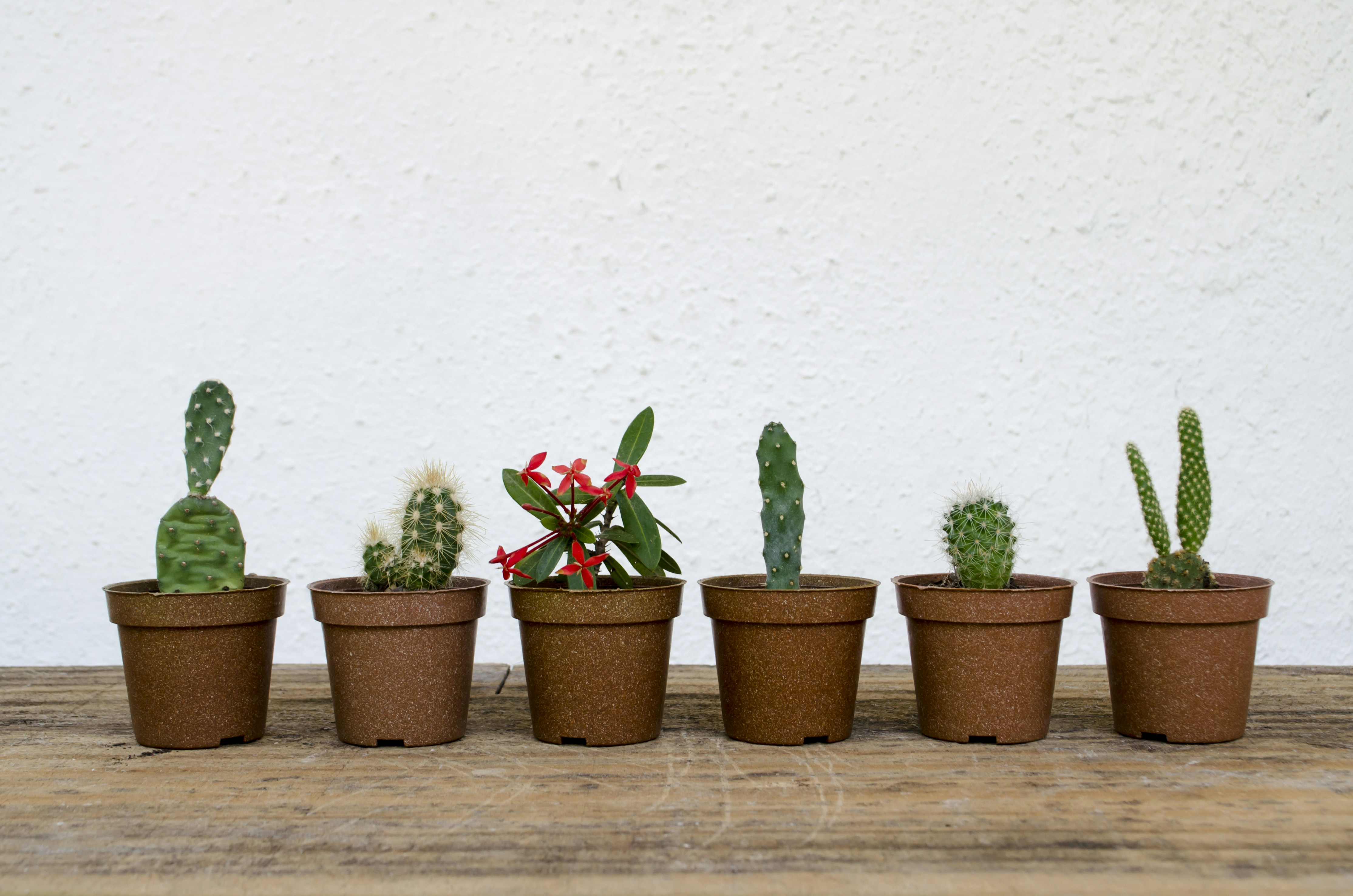 Hadiah kado tanaman untuk orang yang hobi berkebun