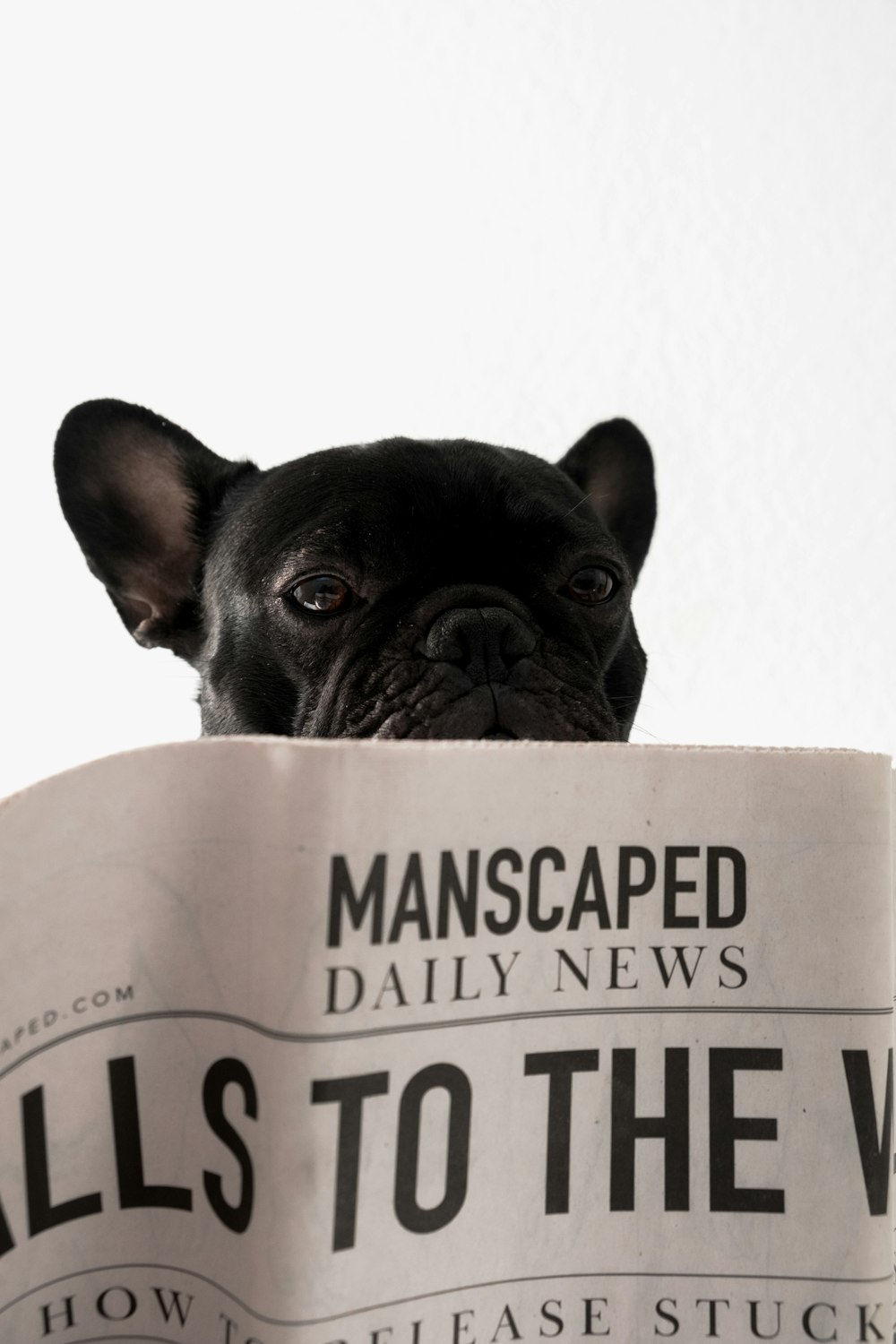 black puppy and newspaper