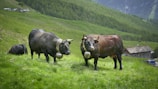 two brown and black buffalos on green grass
