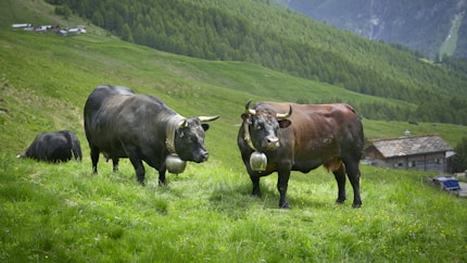 two brown and black buffalos on green grass