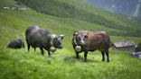 two brown and black buffalos on green grass