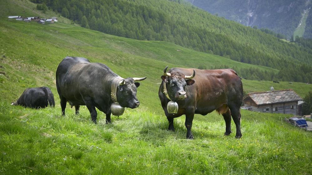 two brown and black buffalos on green grass