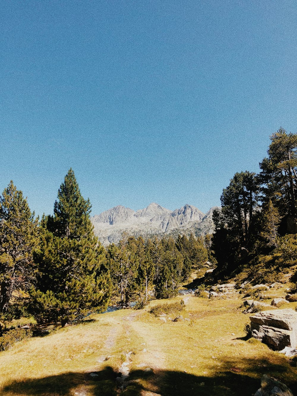 a grassy field with trees and mountains in the background