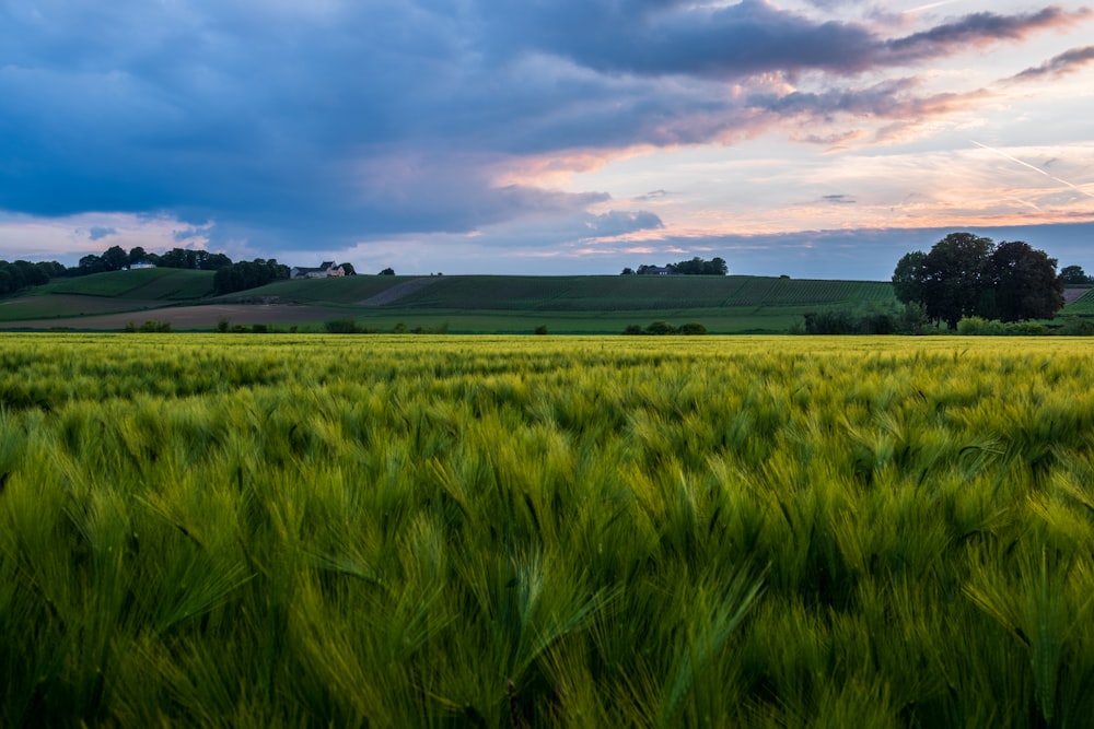 green grass field