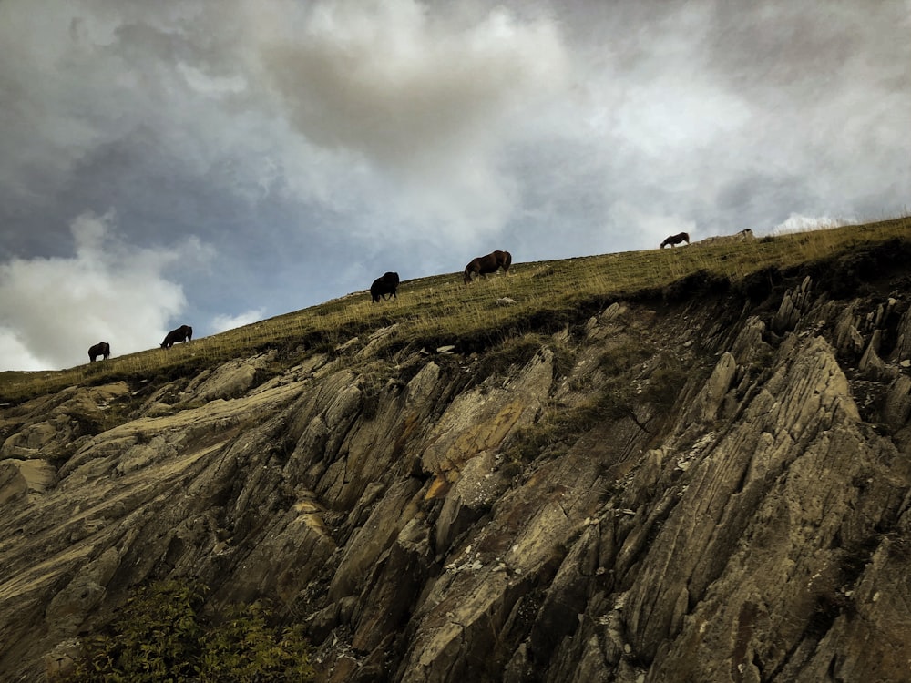 animals on rock cliff