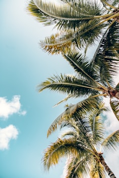 green coconut trees