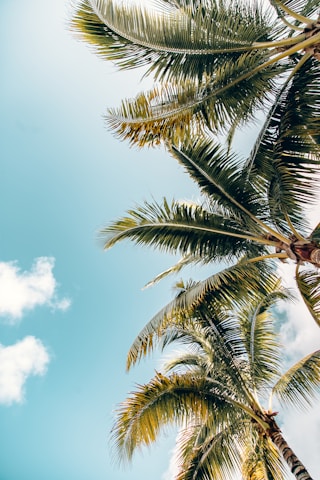 green coconut trees