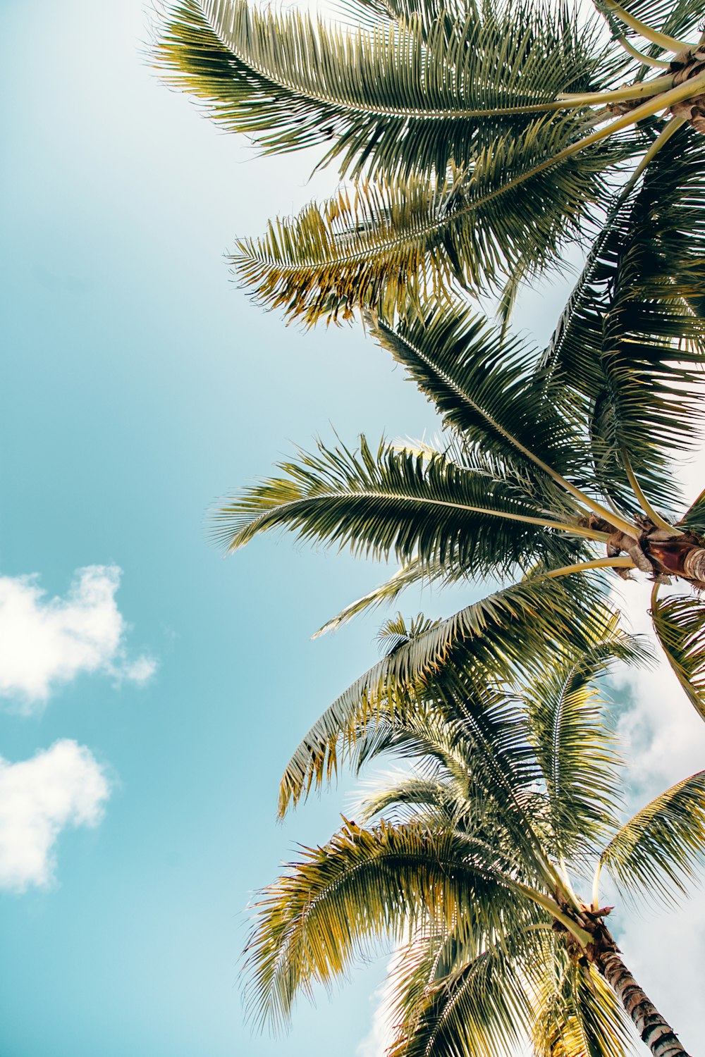 green coconut trees