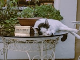 A black and white cat is peacefully sleeping on a round glass table with intricate white metal legs. Next to the cat is a small sign that reads 'REZERVE' in capital letters. In the background, there is a potted plant with green foliage.
