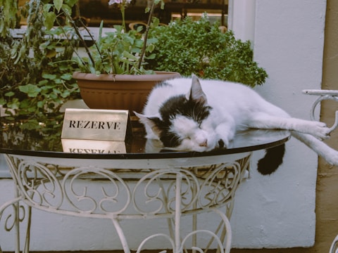 A black and white cat is peacefully sleeping on a round glass table with intricate white metal legs. Next to the cat is a small sign that reads 'REZERVE' in capital letters. In the background, there is a potted plant with green foliage.