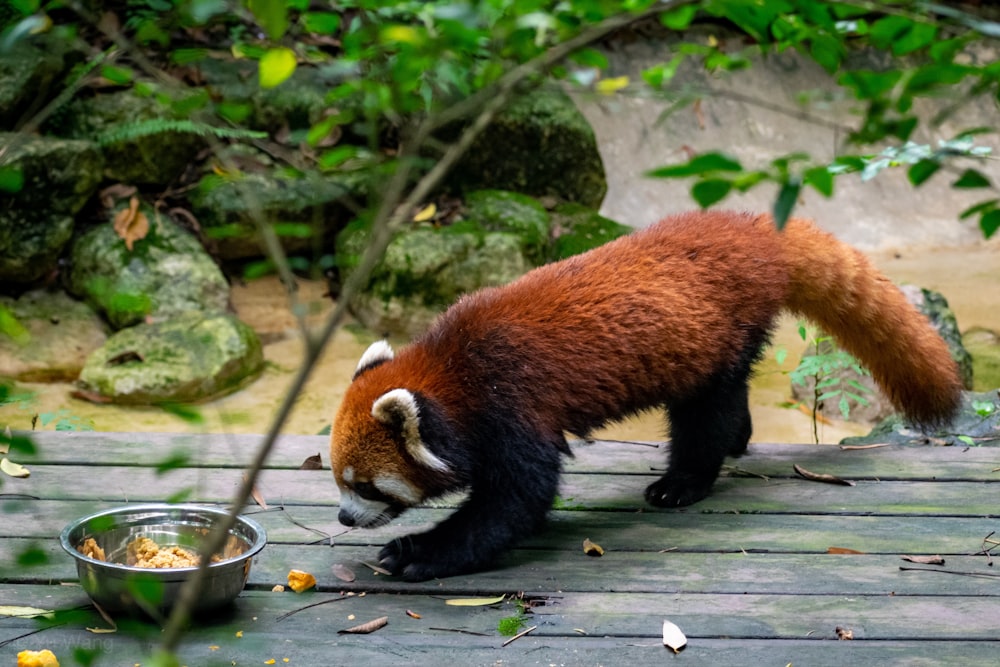 red panda near food