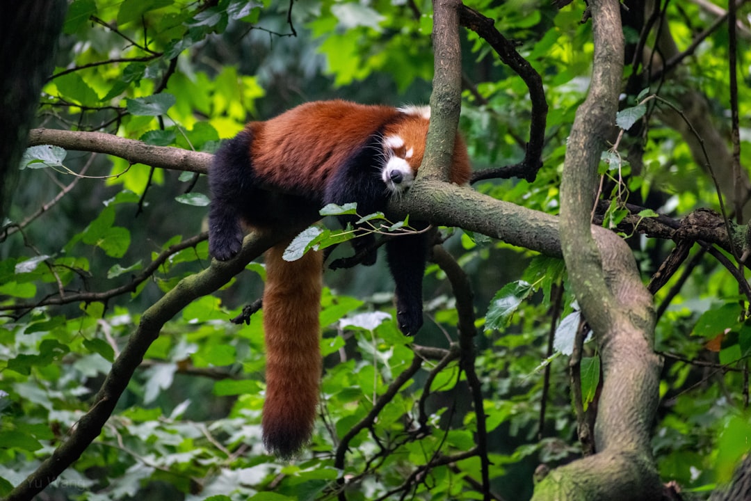 Jungle photo spot Chengdu Research Base of Giant Panda Breeding Dujiangyan City