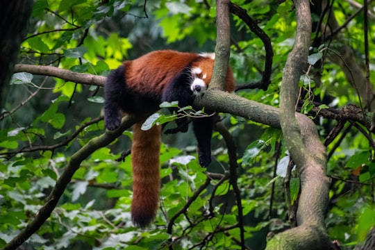 red panda on tree branch in Chengdu Research Base of Giant Panda Breeding China