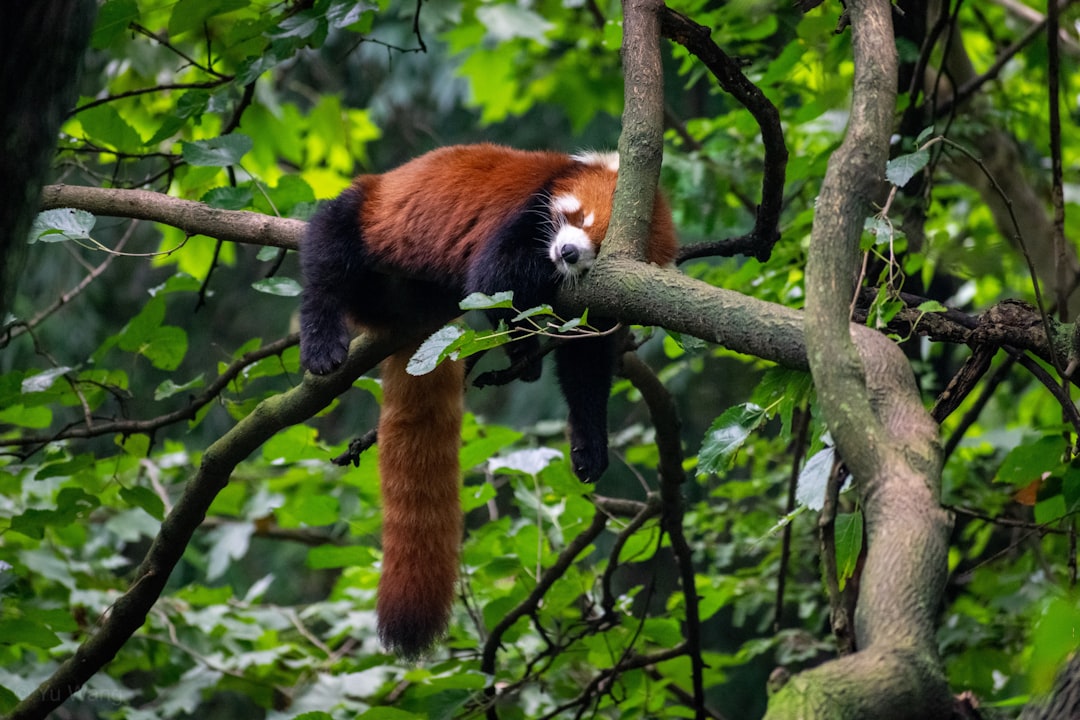 Jungle photo spot Chengdu Research Base of Giant Panda Breeding Dujiangyan