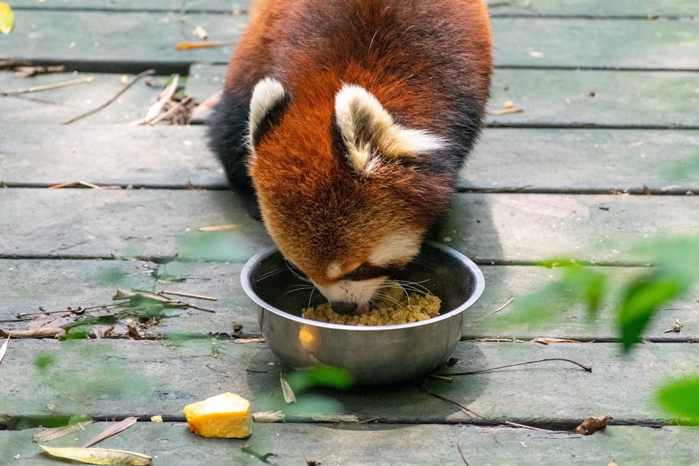 red panda eating