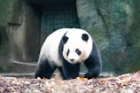 A giant panda with distinct black and white fur stands on the ground covered with fallen leaves. The background includes a stone structure, resembling a cave or an enclosure, with a partially visible door.