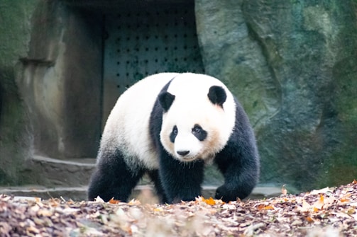A giant panda with distinct black and white fur stands on the ground covered with fallen leaves. The background includes a stone structure, resembling a cave or an enclosure, with a partially visible door.