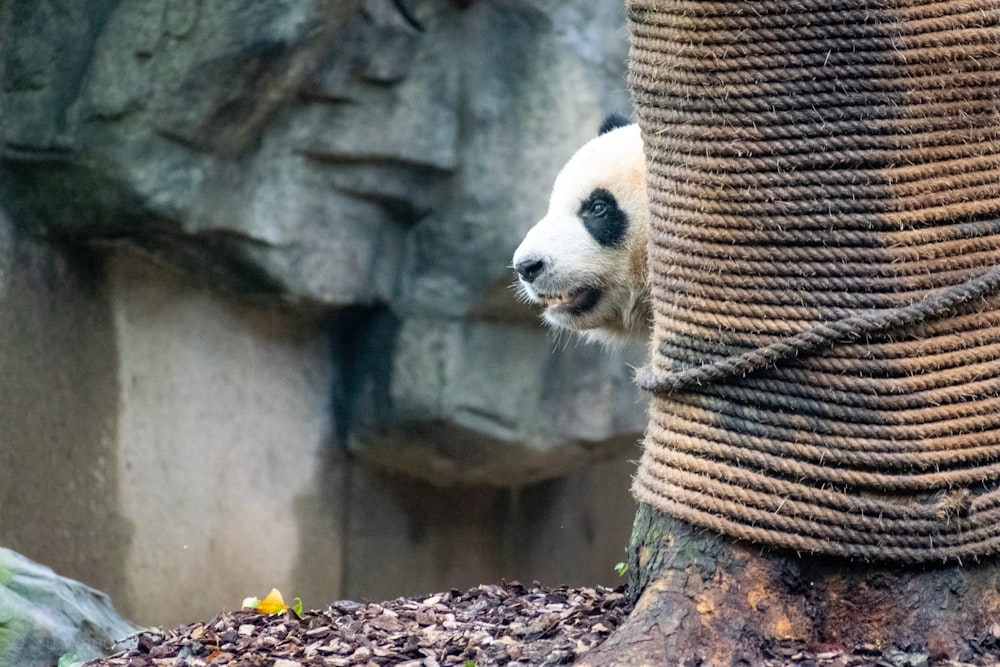 panda beside tree trunk