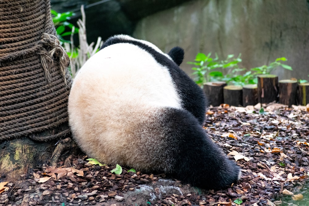 panda leaning on rope
