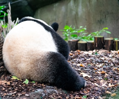 panda leaning on rope