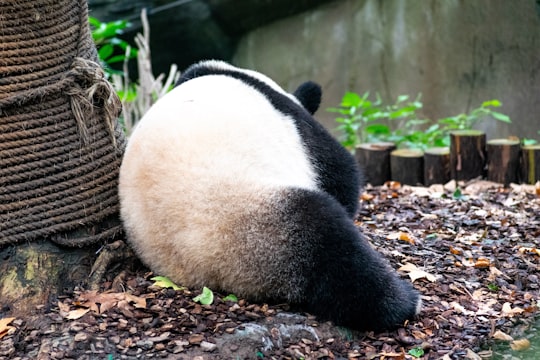 panda leaning on rope in Chengdu Research Base of Giant Panda Breeding China
