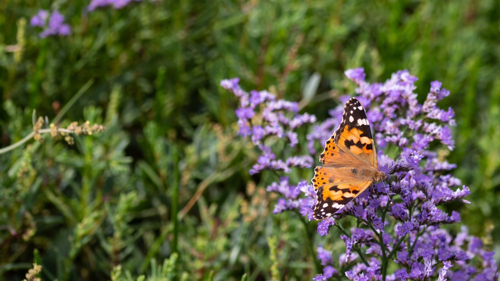butterfly on purple petaled floers