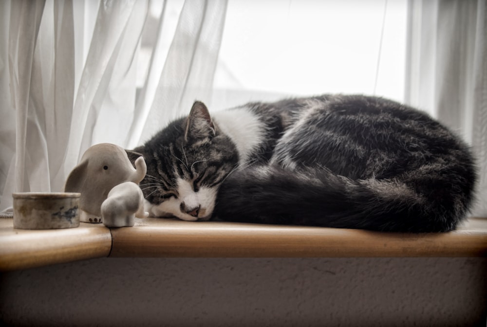 sleeping white and black cat beside window curtain