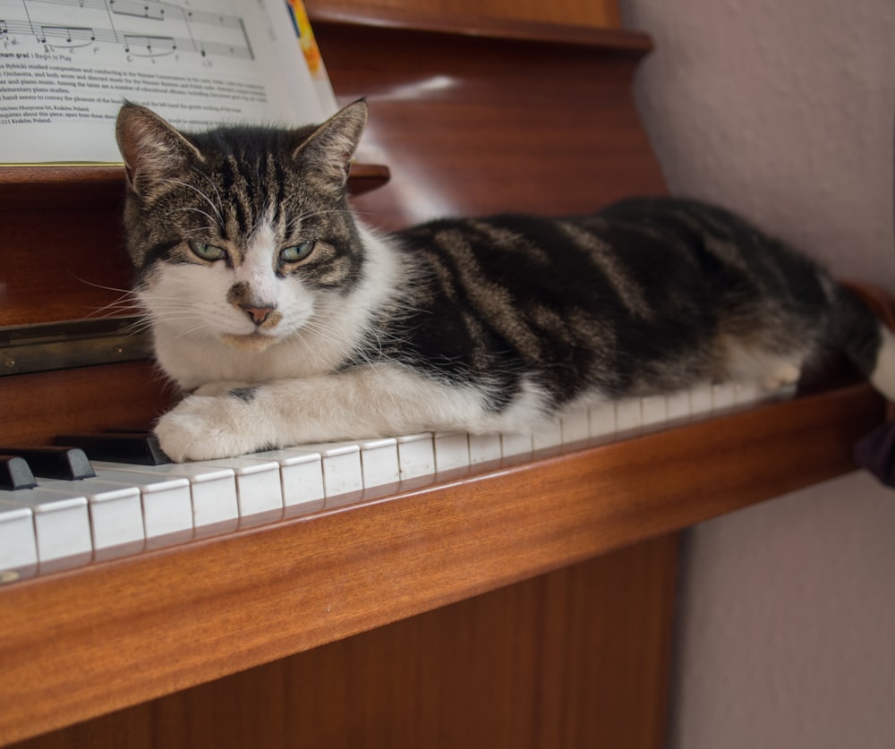 brown tabby cat on piano