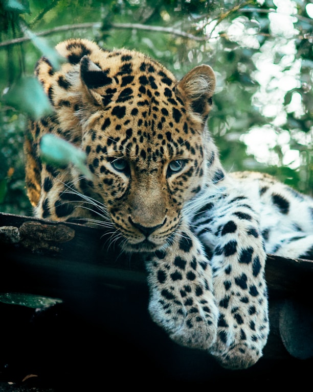 leopard in Yala national park Sri Lanka
