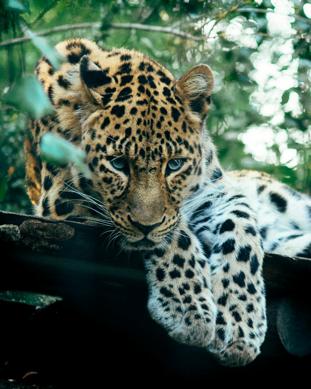 Brauner Leopard in der Nähe von Bäumen