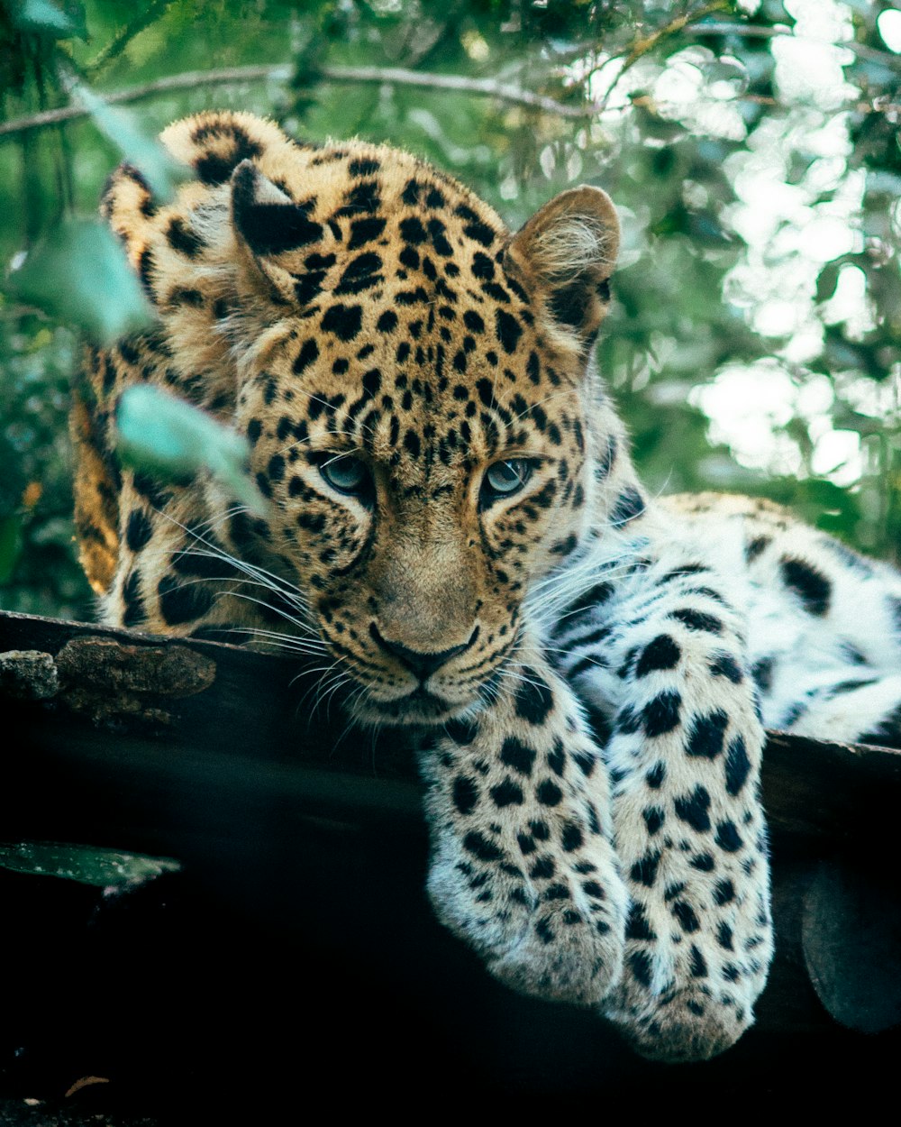 leopardo marrone vicino agli alberi