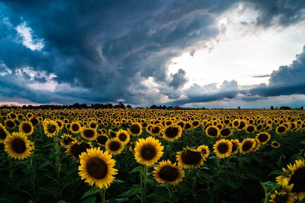 Campo de girasoles durante el día