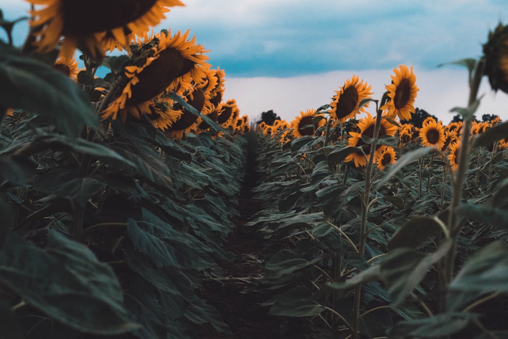 sunflower field