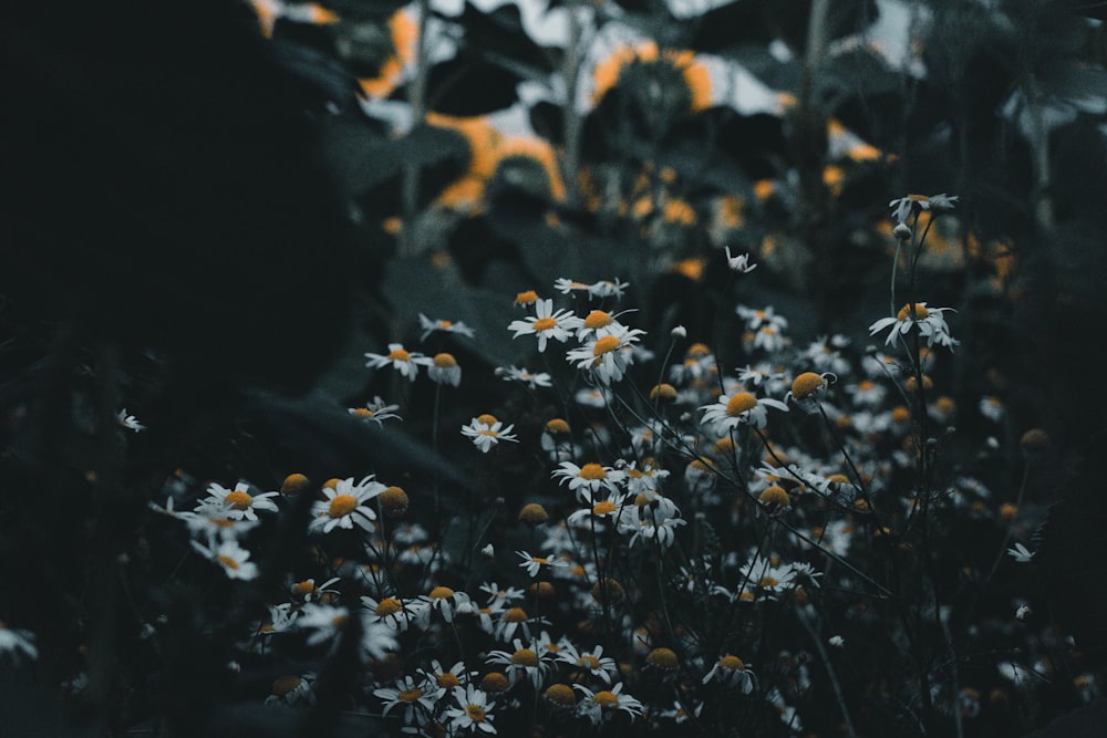 white petaled flower plants