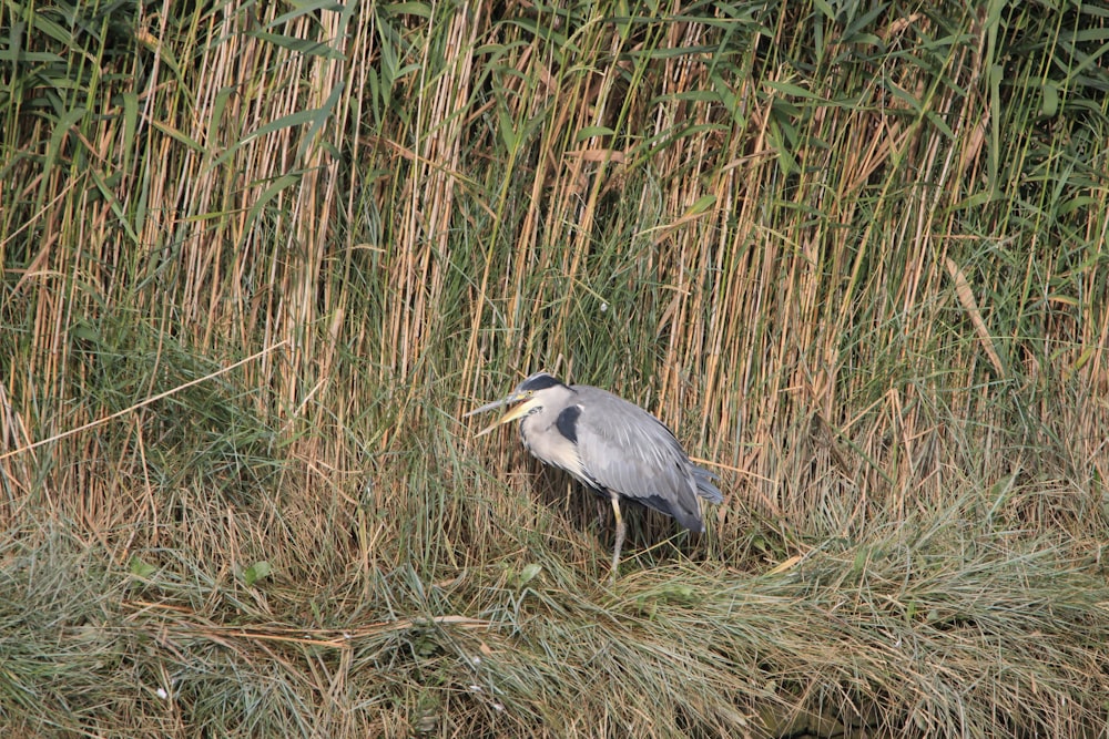 Grauer Vogel in der Nähe von Bambusgras