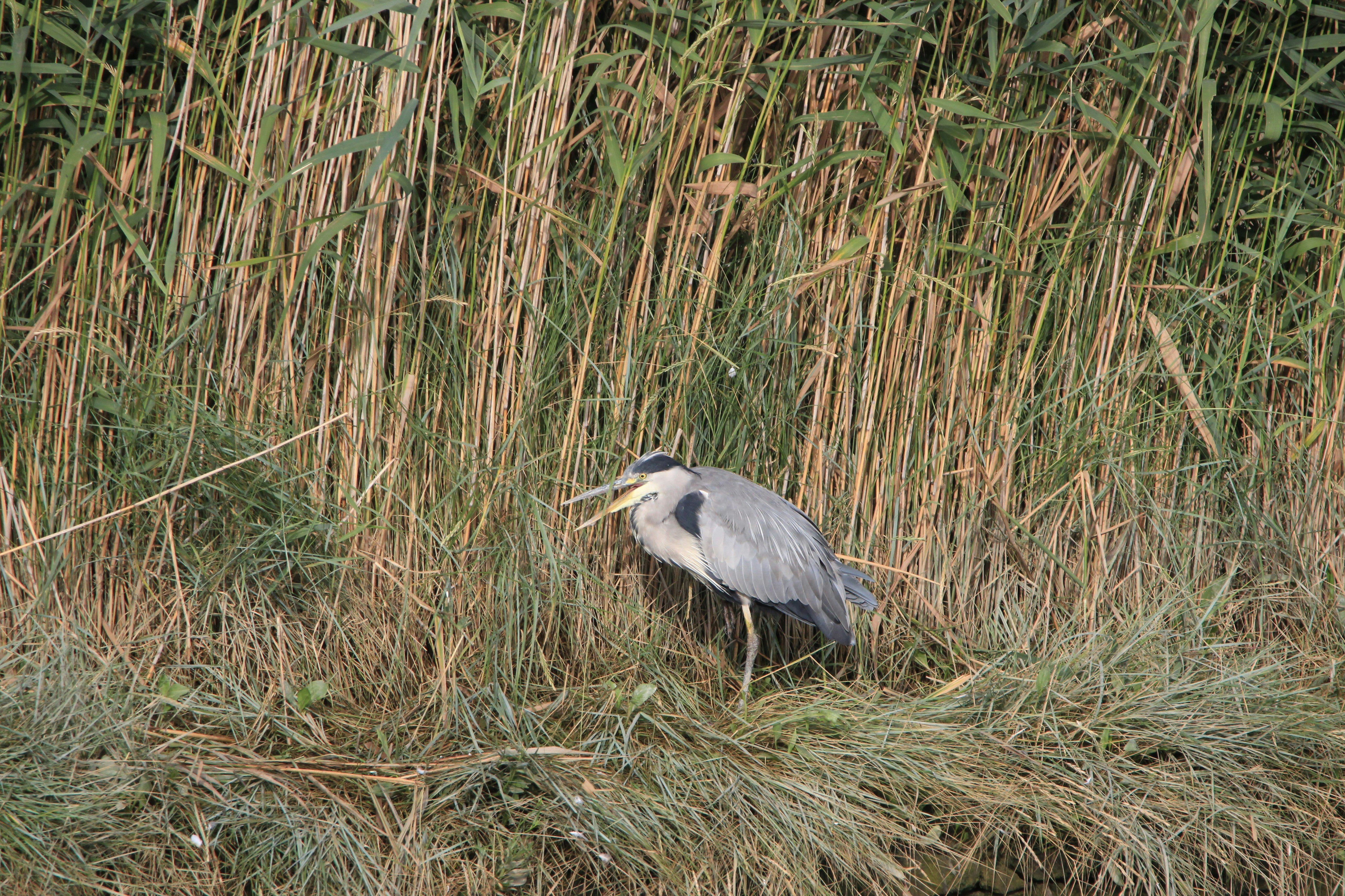 gray bird near bamboo grass