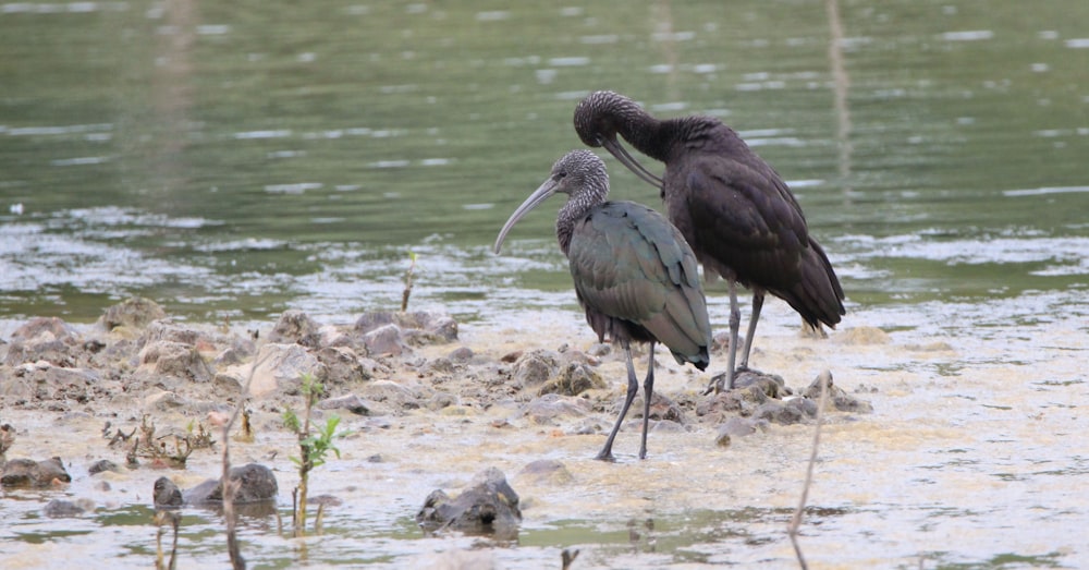 湖の近くの2羽の鳥