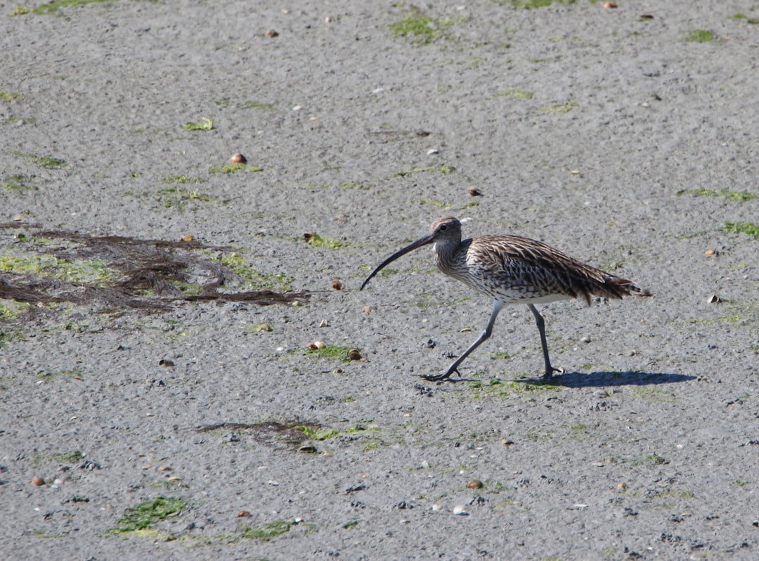 long beaked bird standing on ground