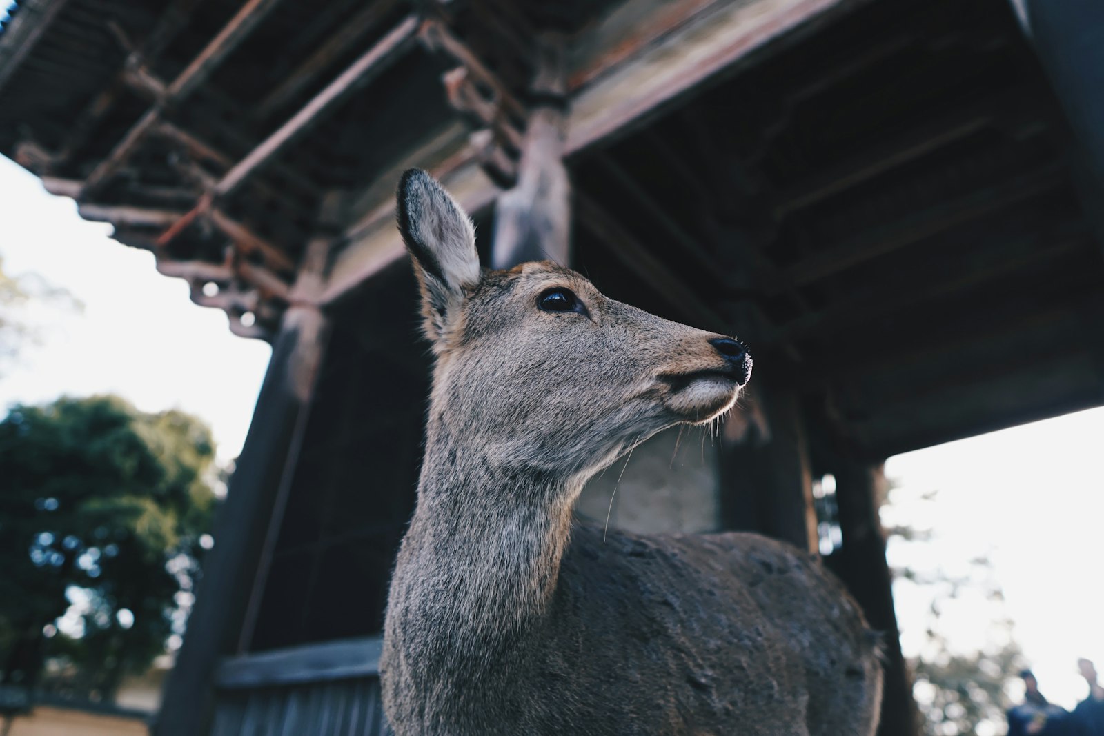 Sigma 16mm F1.4 DC DN | C sample photo. Deer standing in building photography