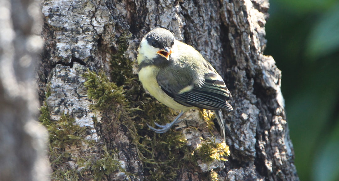 yellow and black bird perched on tree bark